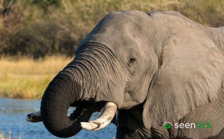 Botswana condemned for slaughtering elephants for independence celebrations