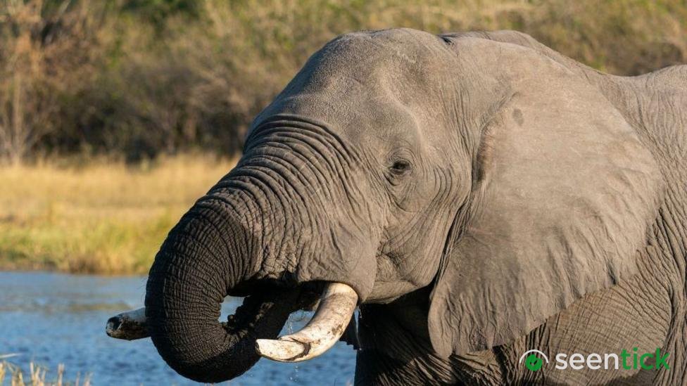 Botswana condemned for slaughtering elephants for independence celebrations