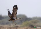 Centre defers green nod to limestone mining near Great Indian Bustard habitat
