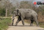 Elephant smuggled from Nepal, trail points to NGO in leopard poaching probe