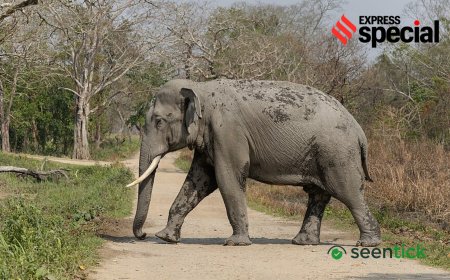 Elephant smuggled from Nepal, trail points to NGO in leopard poaching probe