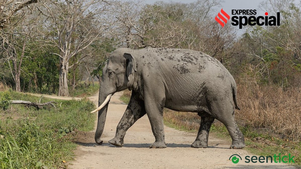 Elephant smuggled from Nepal, trail points to NGO in leopard poaching probe