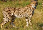 Eye on second baby boom, Botswana Cheetah released in MP’s Gandhi Sagar sanctuary