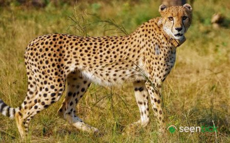 Eye on second baby boom, Botswana Cheetah released in MP’s Gandhi Sagar sanctuary