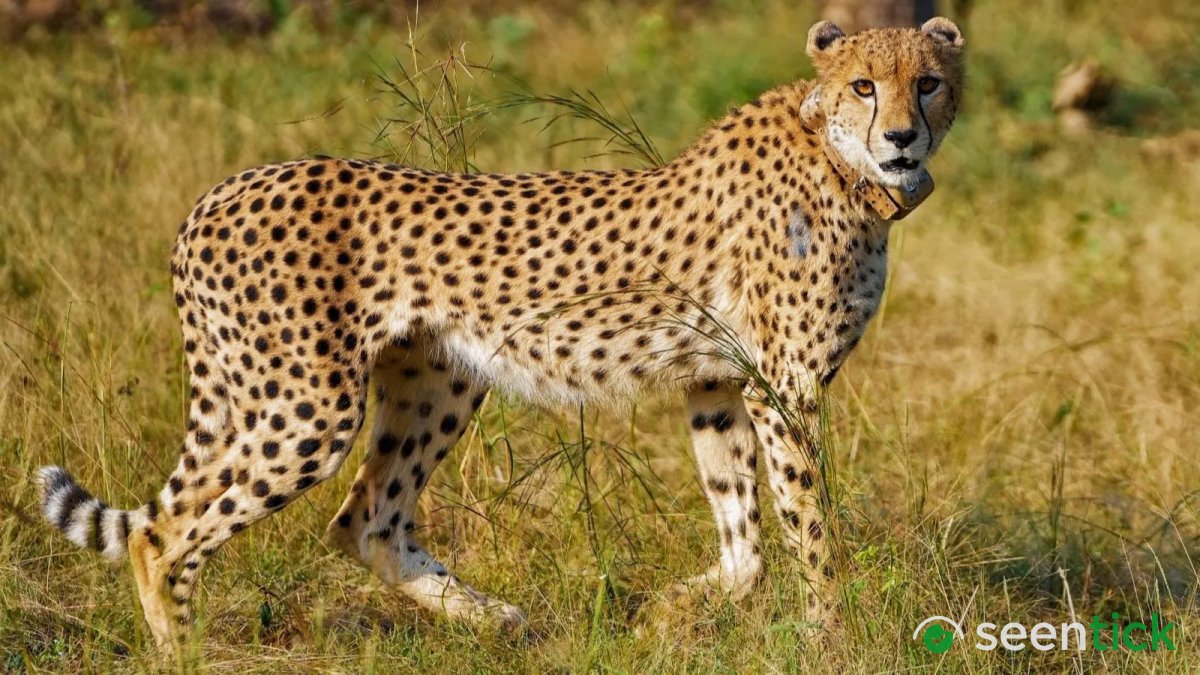 Eye on second baby boom, Botswana Cheetah released in MP’s Gandhi Sagar sanctuary