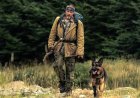 Heart of the Beast review: Brad Pitt's flawless, moving survival thriller will make you want to hug your dog, or get one