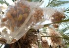 In West Bank, date farmers weigh impact of UK sanctions on Israeli settlers