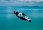 Larry Page’s flying car company Pivotal loses its CEO