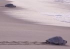 Mass nesting brings swarms of turtles to Mexican beach