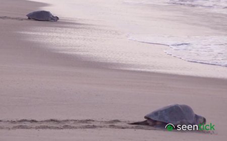 Mass nesting brings swarms of turtles to Mexican beach