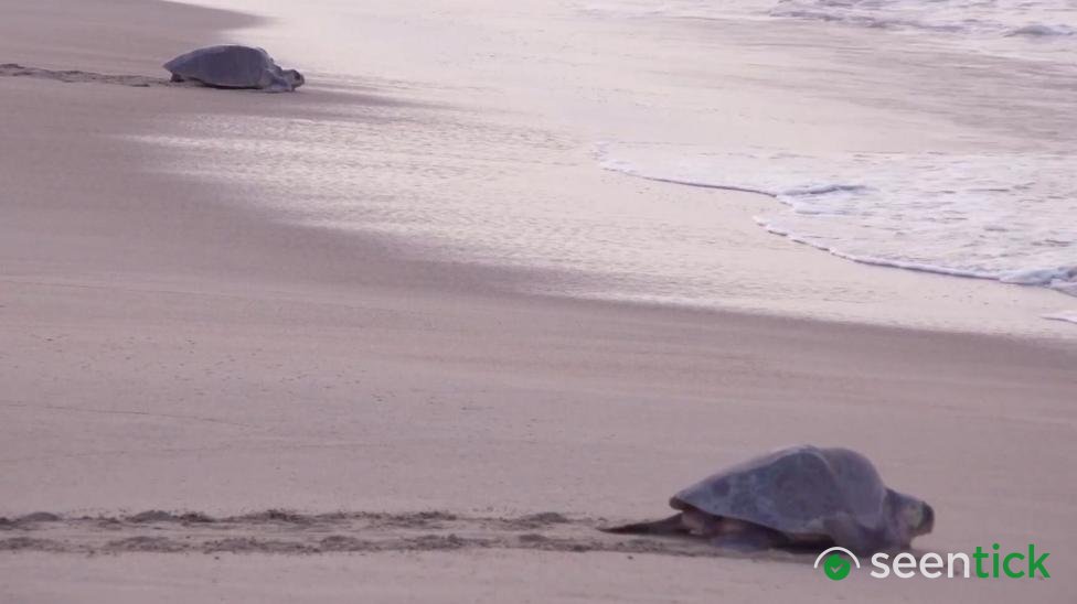 Mass nesting brings swarms of turtles to Mexican beach