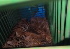 No tranquilizer or net: How forest dept rescued tiger cub that entered Odisha village