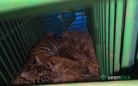 No tranquilizer or net: How forest dept rescued tiger cub that entered Odisha village
