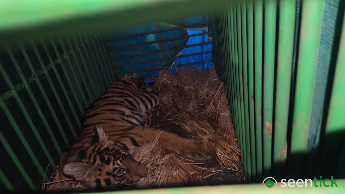 No tranquilizer or net: How forest dept rescued tiger cub that entered Odisha village