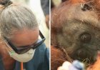 Orangutans in danger as wildfires blaze through Borneo