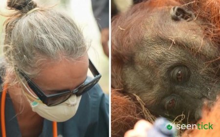 Orangutans in danger as wildfires blaze through Borneo