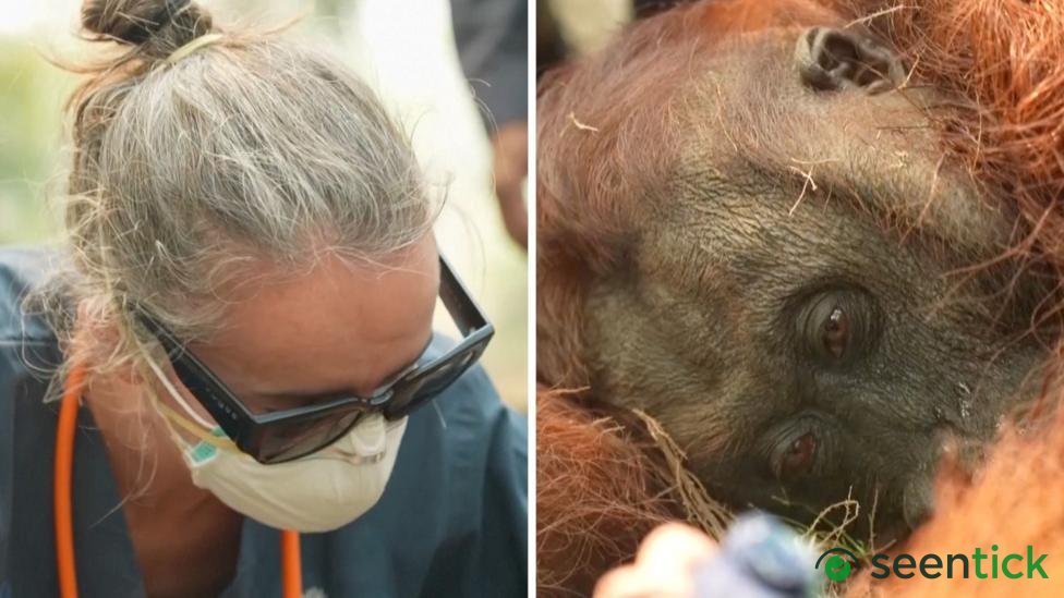 Orangutans in danger as wildfires blaze through Borneo
