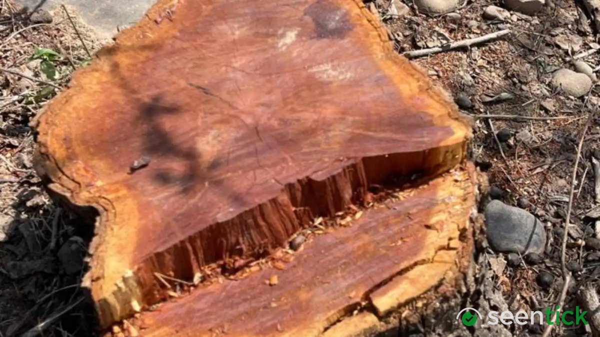 Paan’s dark supply chain: How Rs 120-crore khair smuggling network spread its tentacles