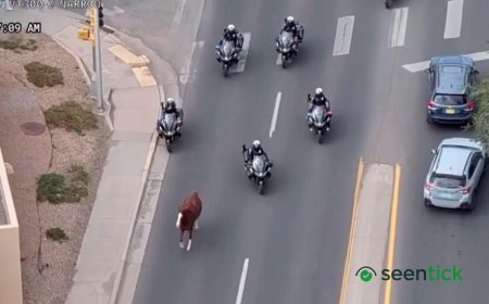 Runaway horse captured by police on motorbikes