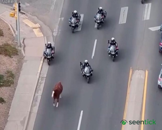 Runaway horse captured by police on motorbikes