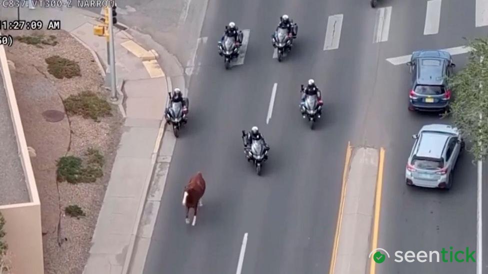 Runaway horse captured by police on motorbikes