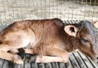 Sahiwal cow gives birth to Badri calf via IVF in Uttarakhand