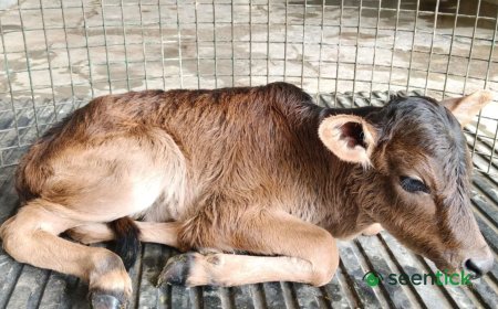 Sahiwal cow gives birth to Badri calf via IVF in Uttarakhand