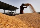 Subsidised rice meant for labourers sold to traders: CBI probes Rs 28-crore ‘scam’