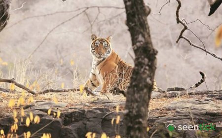 Tiger kills labourer at Nahargarh Park enclosure, official suspended