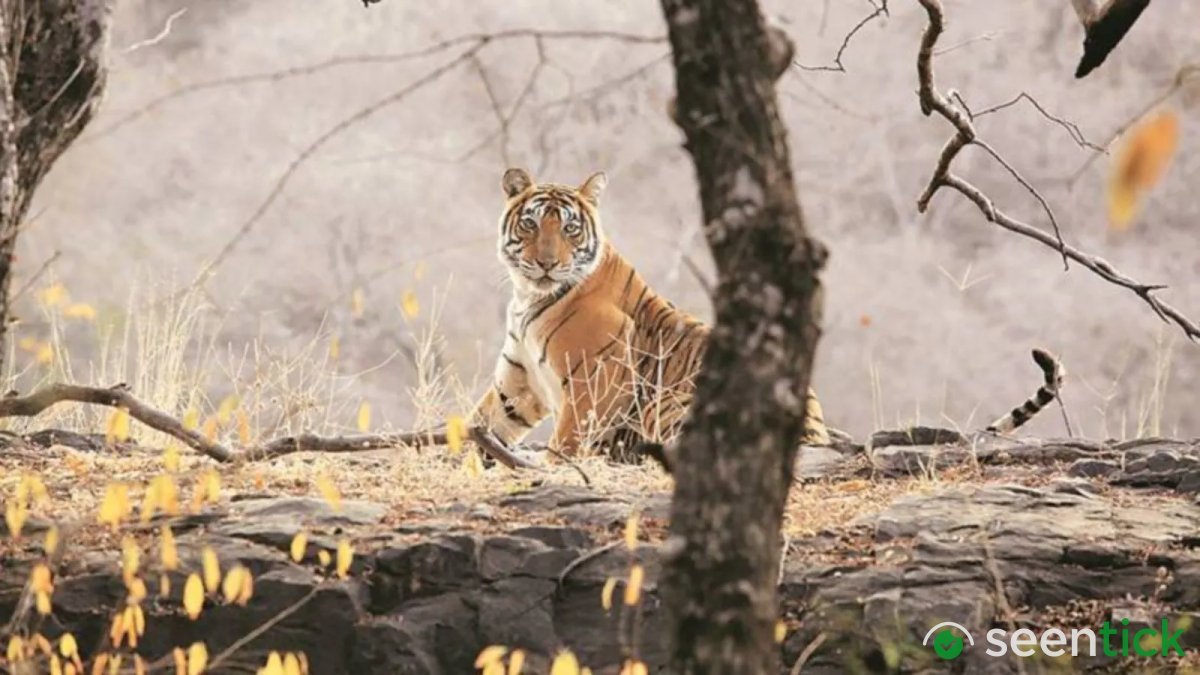 Tiger kills labourer at Nahargarh Park enclosure, official suspended