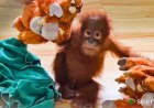 To help rescued orangutans beat stress, Odisha zoo turns to music therapy