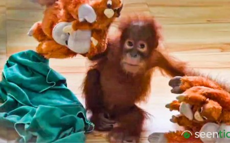To help rescued orangutans beat stress, Odisha zoo turns to music therapy
