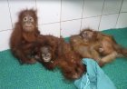 Toys, fruits, diet chart: Odisha zoo’s red carpet for rescued baby orangutans