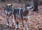 Trump signs order to remove endangered species protection for grey wolves