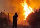Algeria introduces death penalty for arsonists after deadly wildfires