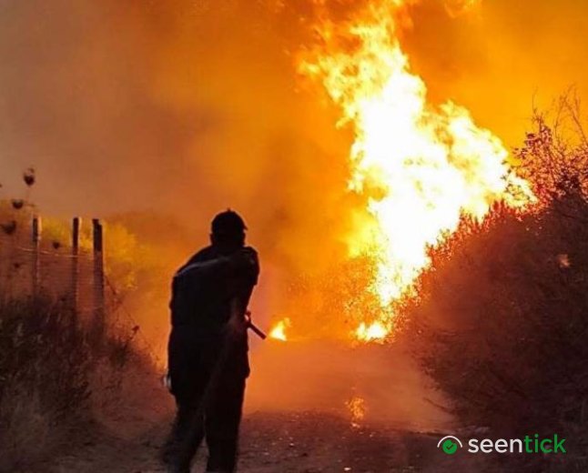 Algeria introduces death penalty for arsonists after deadly wildfires