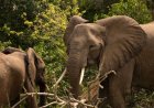 Average 73% decline in wildlife population sizes between 1970 and 2022: WWF report