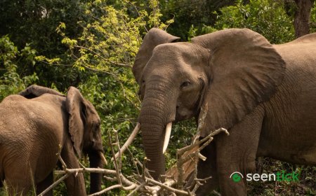 Average 73% decline in wildlife population sizes between 1970 and 2022: WWF report
