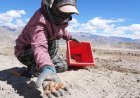 Ladakh Governor Announces 90,000 Saffron Corms Planting Drive