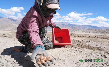 Can Ladakh grow saffron? First-ever mass plantation drive begins in Leh
