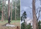 Chhattisgarh tiger reserve finds 2,500 trees girdled. Satellite images show scale