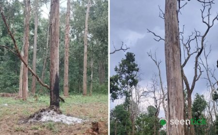 Chhattisgarh tiger reserve finds 2,500 trees girdled. Satellite images show scale