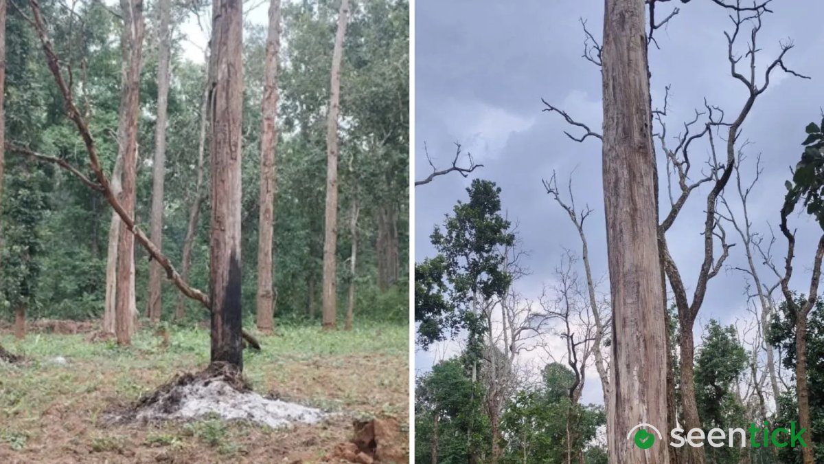 Chhattisgarh tiger reserve finds 2,500 trees girdled. Satellite images show scale