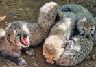 Father from Botswana, mother from India: 5 cheetah cubs at Kuno usher in new lineage