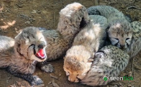 Father from Botswana, mother from India: 5 cheetah cubs at Kuno usher in new lineage