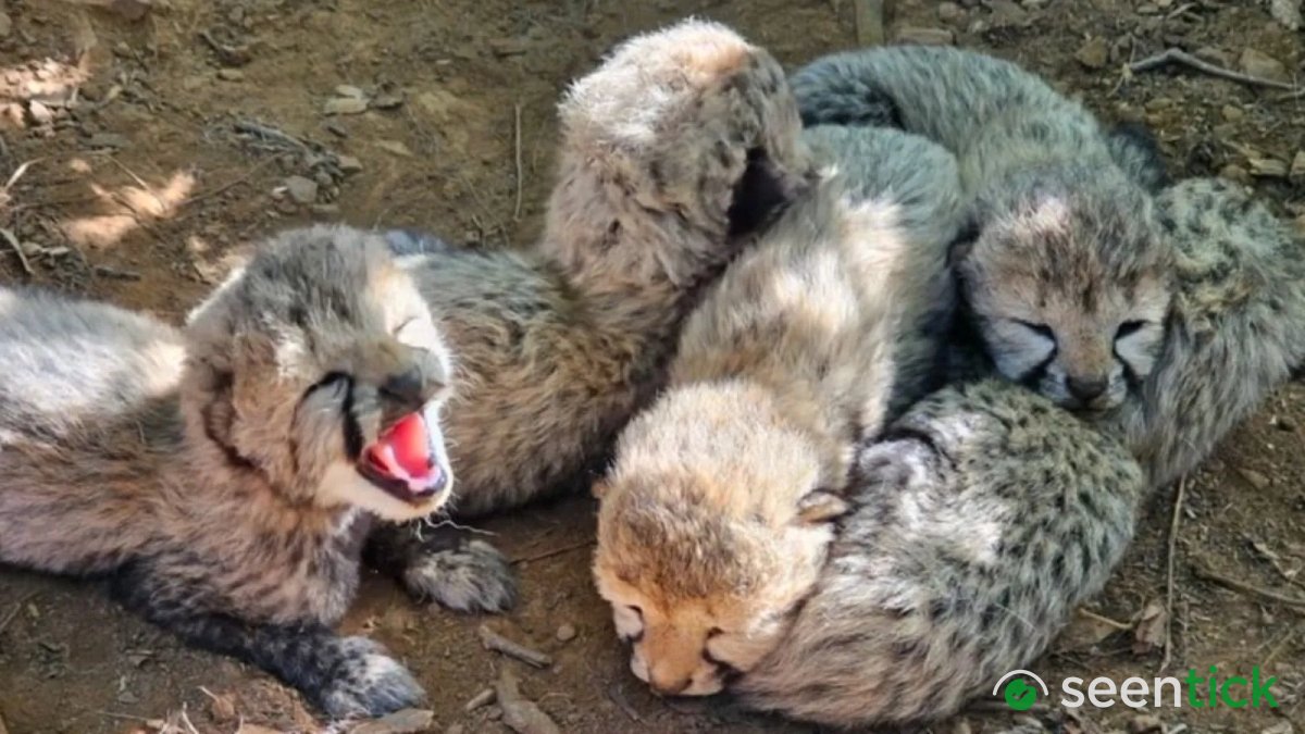 Father from Botswana, mother from India: 5 cheetah cubs at Kuno usher in new lineage