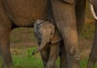 Global Nations Reach Deal on Nature Conservation Amid Frustrations Over Funding