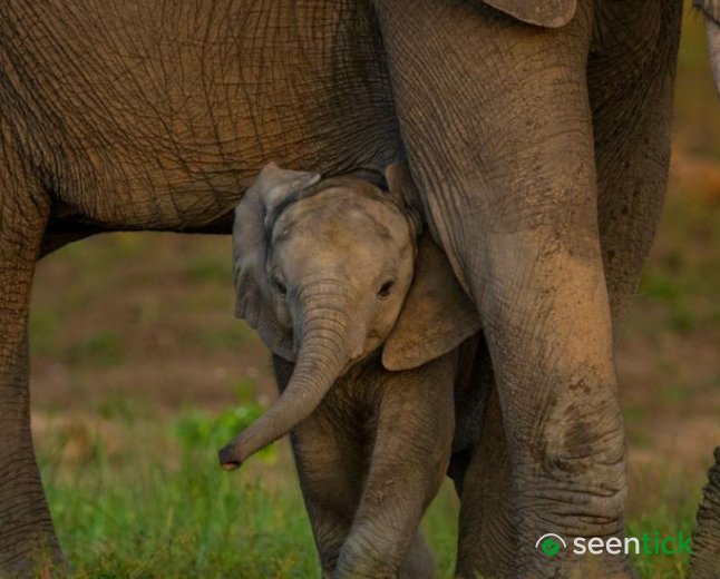 Global Nations Reach Deal on Nature Conservation Amid Frustrations Over Funding