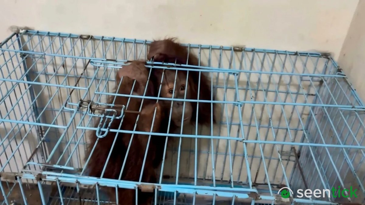 Seized from Thane two years ago, infant orangutan set to return to Indonesia