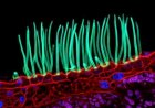 Tiny image sparks big backlash in Nikon photo contest